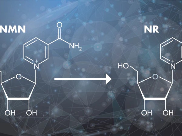 NMN vs NR: What is the difference? 
